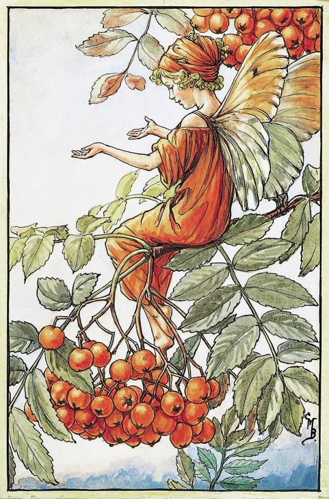 The Mountain Ash Fairy - Flower Fairies