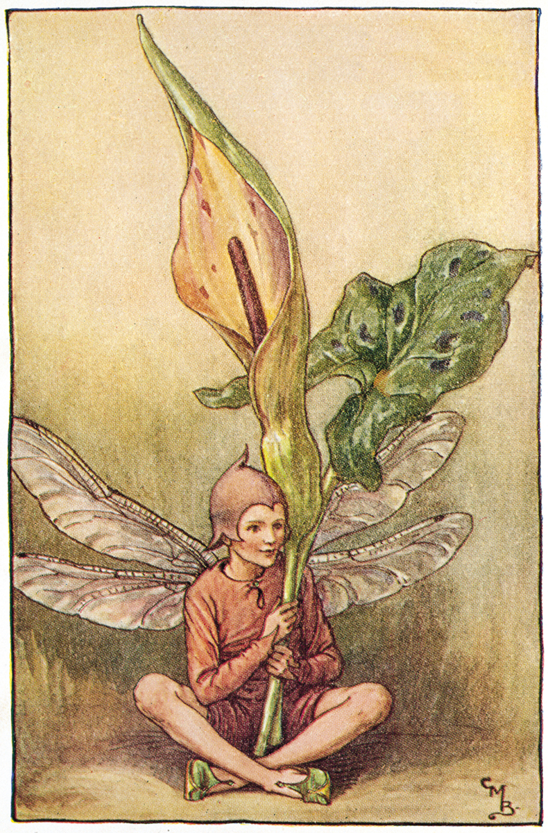 The Lords-and-Ladies Fairy - Flower Fairies