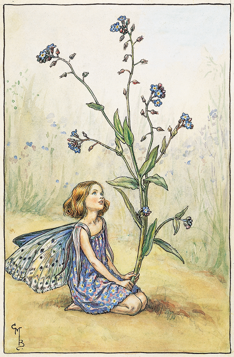 the forget-me-not fairy - flower fairies