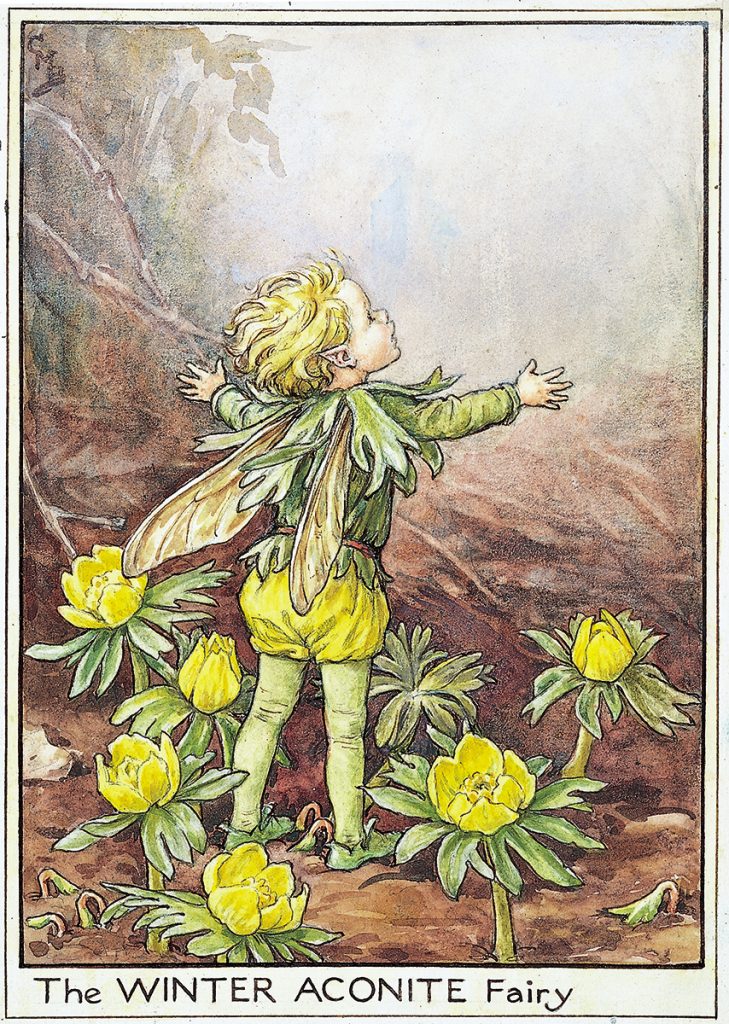 Winter Aconite Fairy