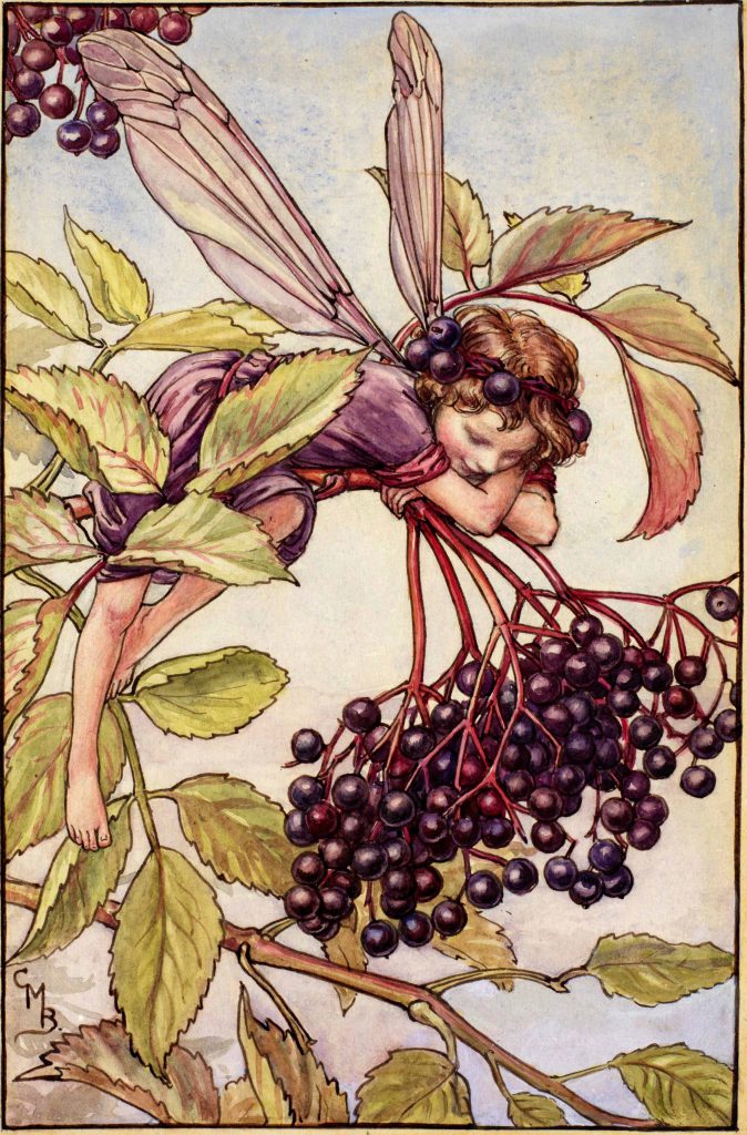 The Elderberry Fairy - Flower Fairies