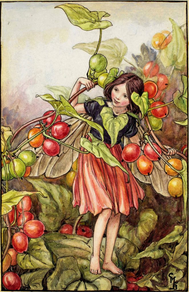 Black Bryony Fairy