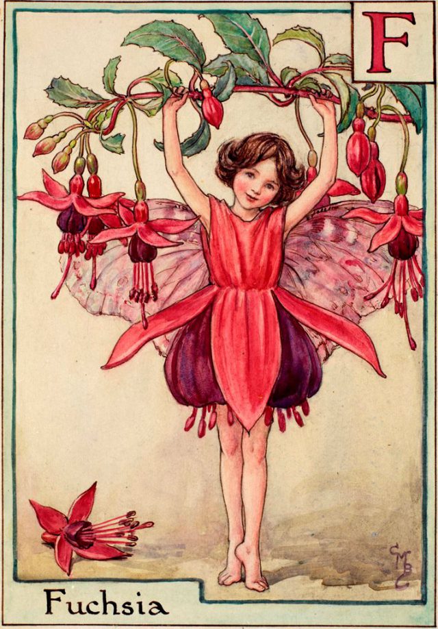 Alphabet Fairies Archives Flower Fairies