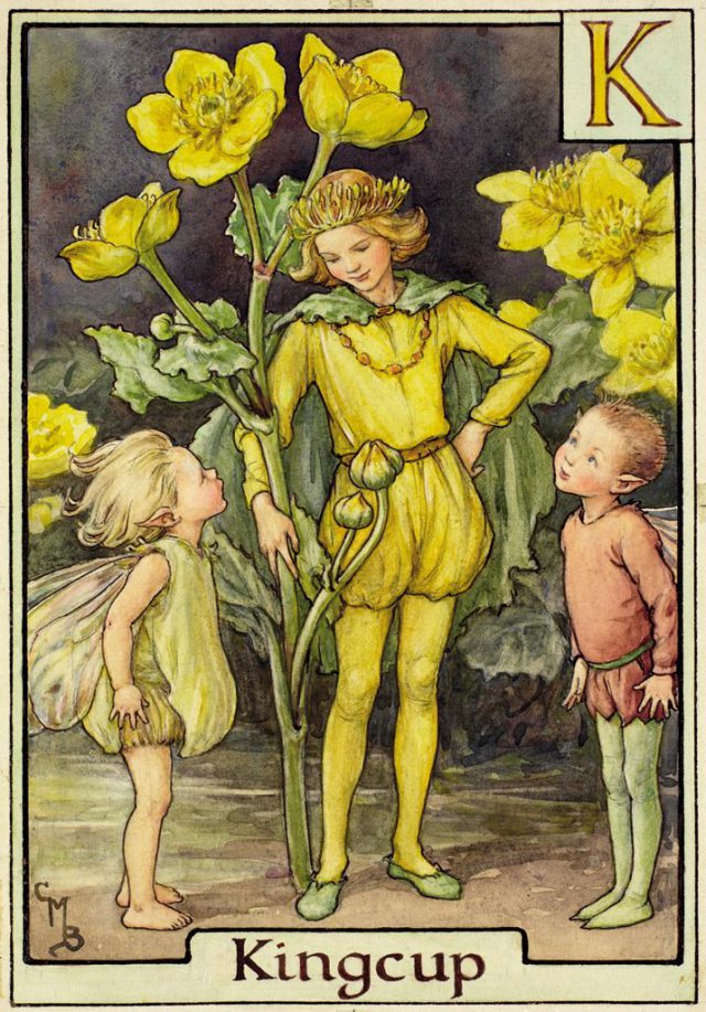 The Kingcup Fairy - Flower Fairies