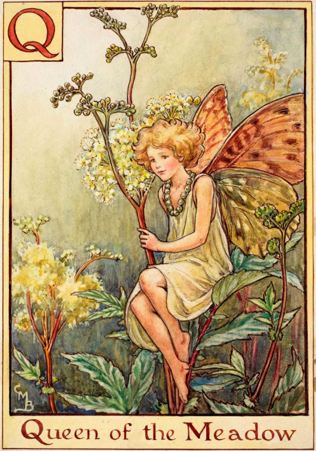 The Queen of the Meadow Fairy Flower Fairies