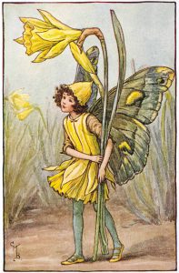 Daffodil flower fairies