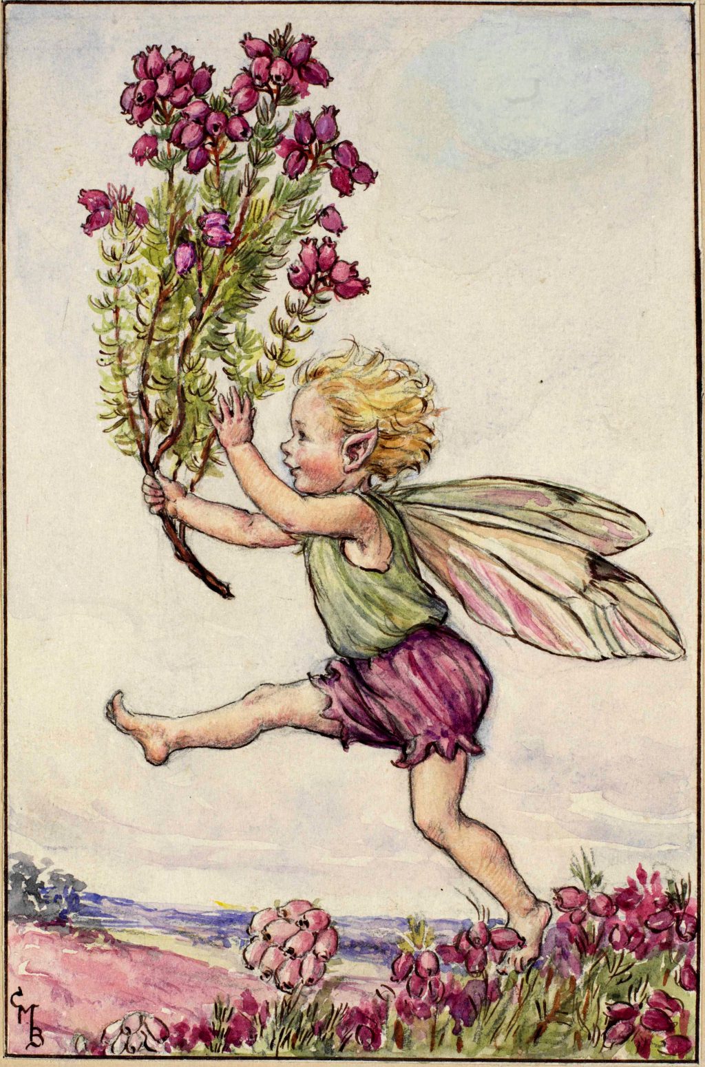 The fairies of the summer archives flower fairies