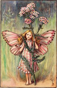 Yarrow flower fairies