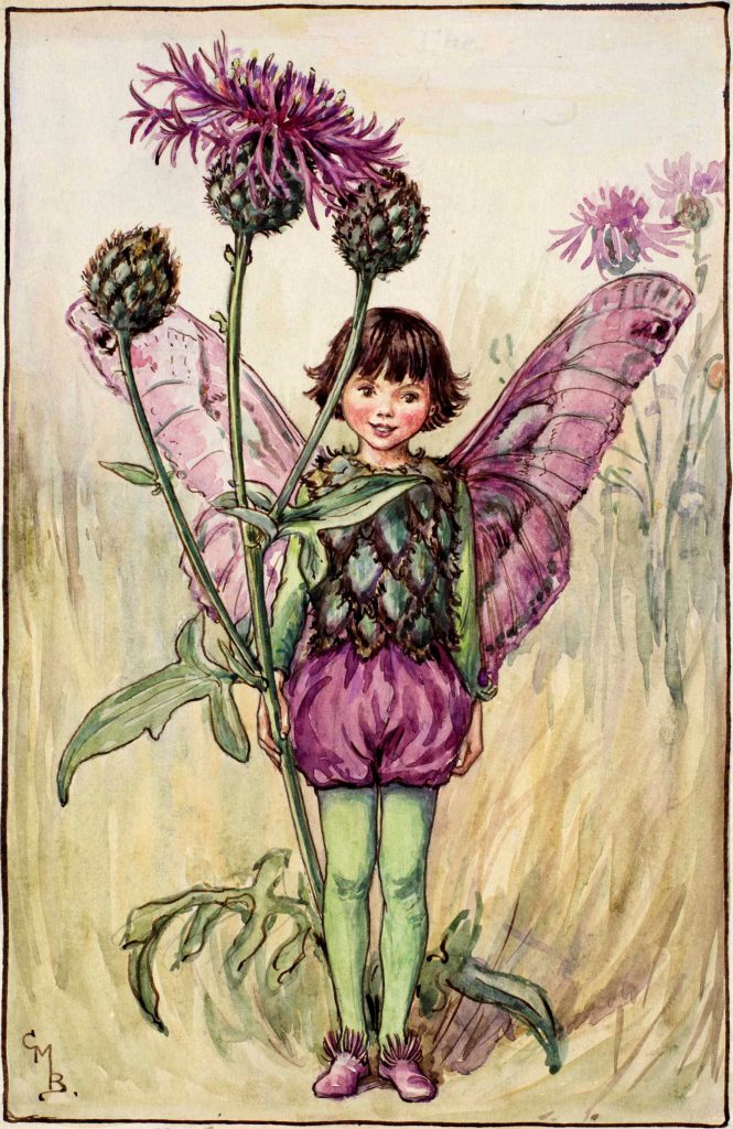 Knapweed Fairy