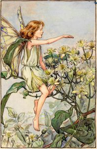 Traveller's joy flower fairies
