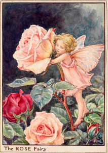 Rose flower fairies