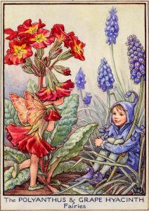 Polyanthus and grape hyacinth flower fairies