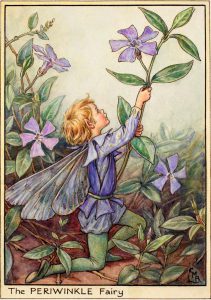 Periwinkle flower fairies