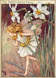 Narcissus flower fairy