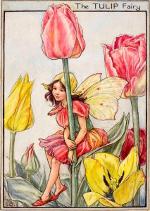 The Tulip Fairy flower fairies