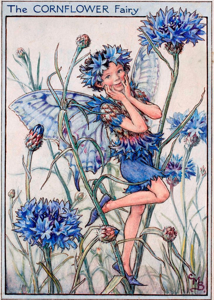 Cornflower flower fairies