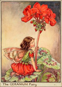 Geranium flower fairy