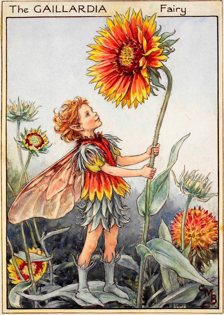 The Gaillardia Fairy - Flower Fairies