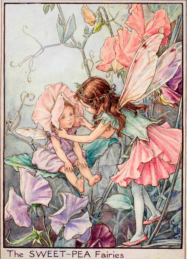 Sweet pea flower fairies