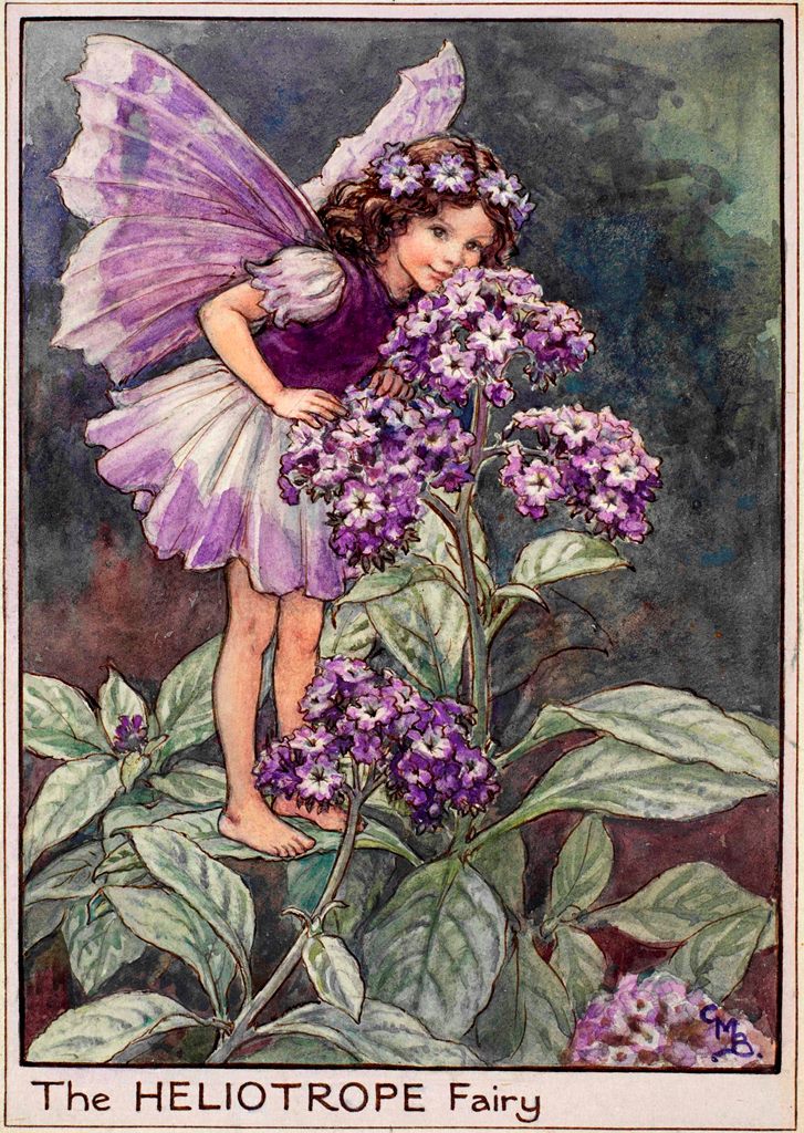 Heliotrope flower fairies