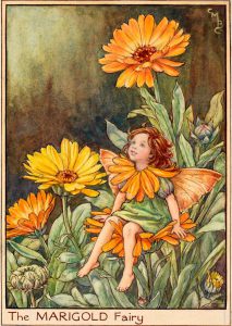 Marigold flower fairies