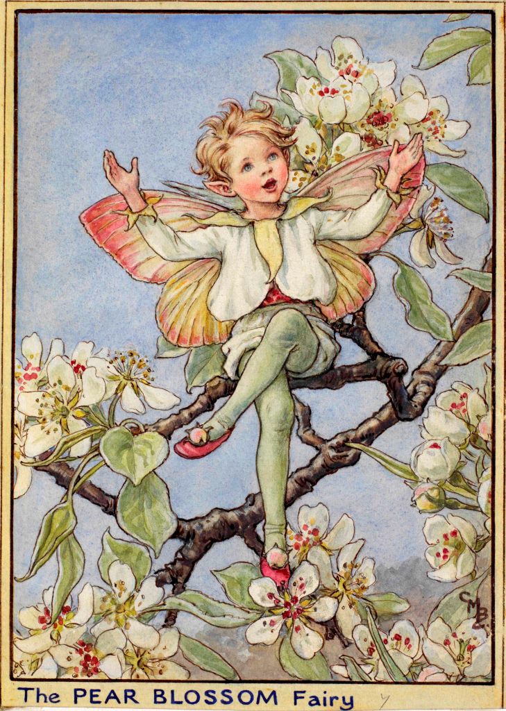 Pear tree flower fairy