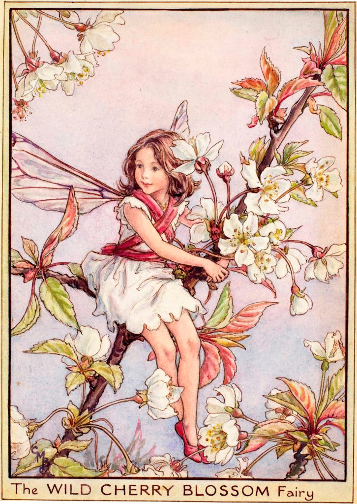 The Wild Cherry Blossom Fairy Flower Fairies