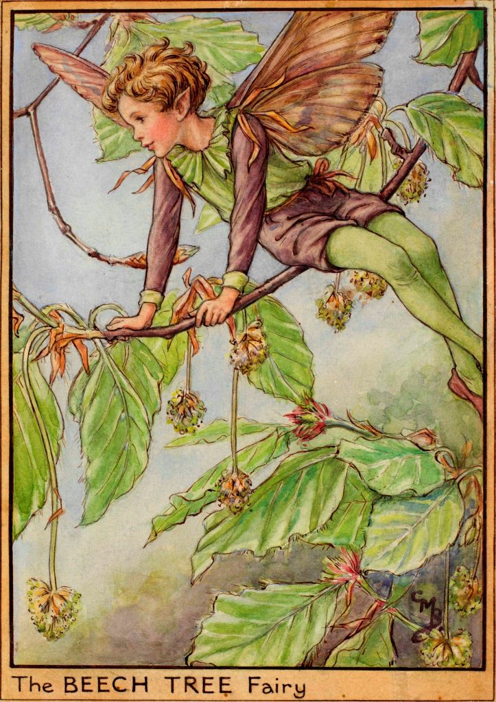 Beech Tree flower fairy