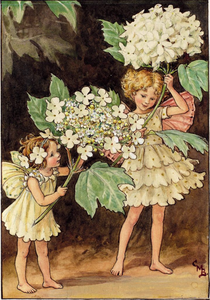 The Fairies of The Trees Archives Flower Fairies