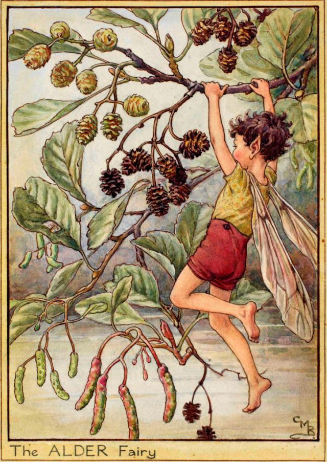 The Fairies of The Trees Archives Flower Fairies