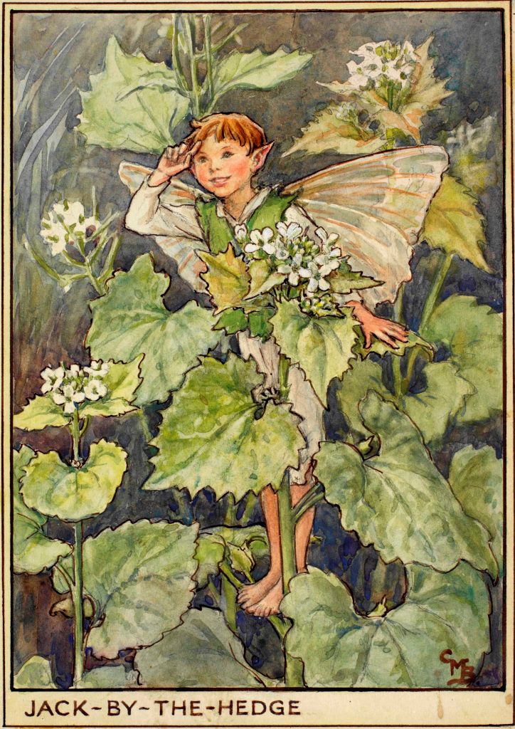 Jack by the hedge flower fairies