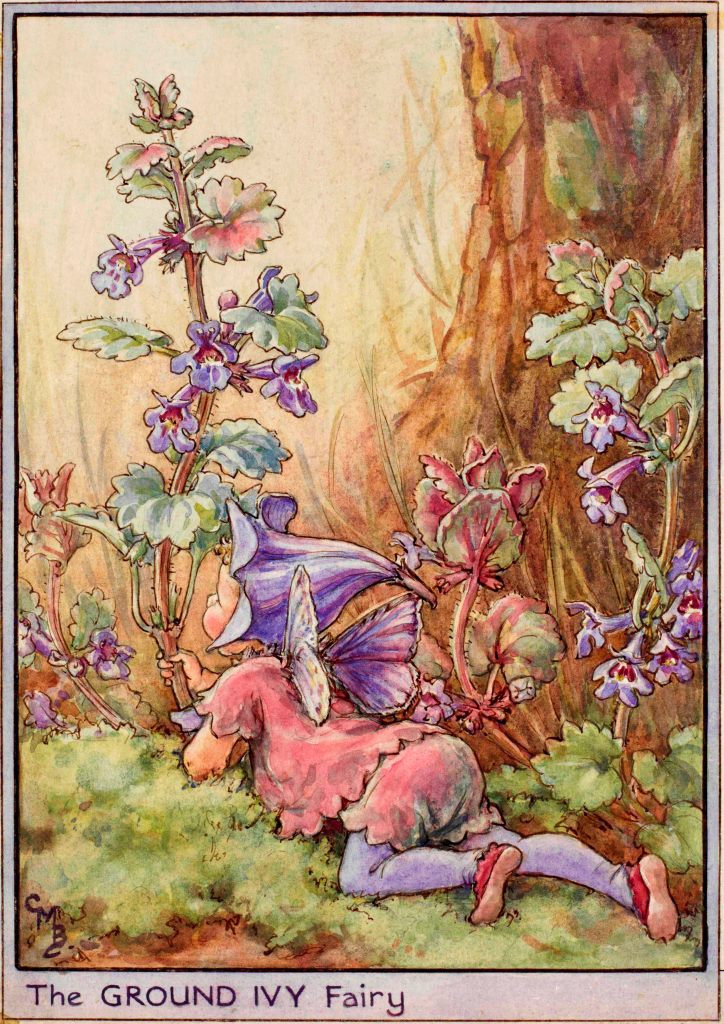 Ground ivy flower fairies