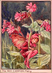 Red Campion flower fairies