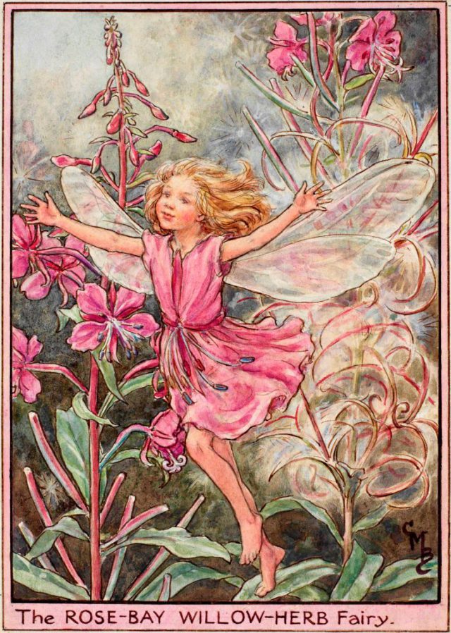 The Rose-Bay Willow-Herb Fairy - Flower Fairies