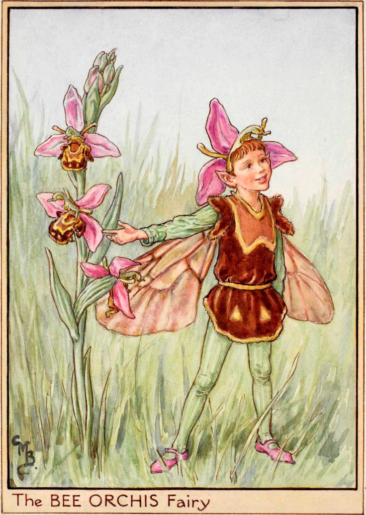 Bee orchis flower fairies