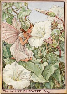 White Bindweed flower fairy