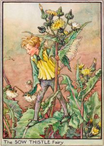 Sow thistle flower fairy
