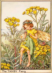 Tansy flower fairy