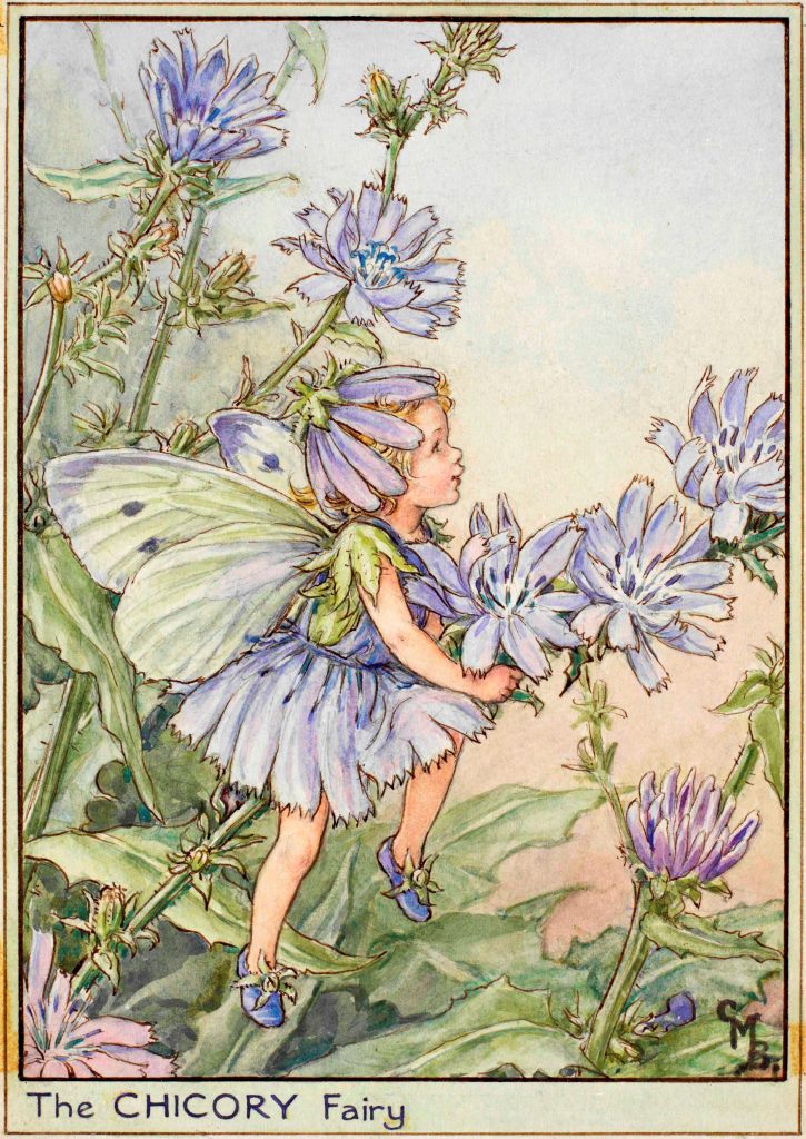 Chicory flower fairy