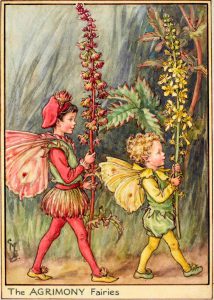 Agrimony fairies flower fairies