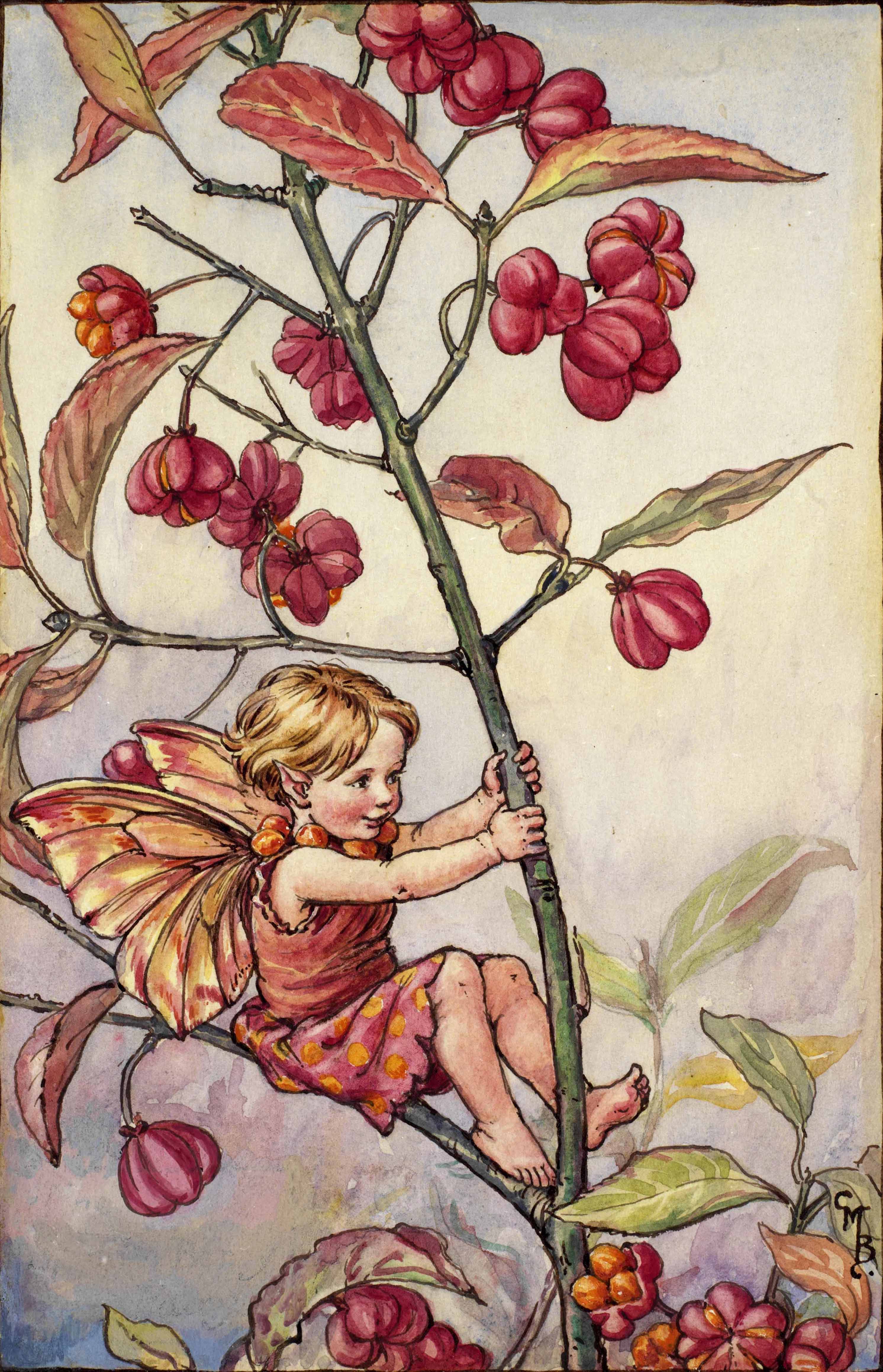 Spindle berry flower fairies