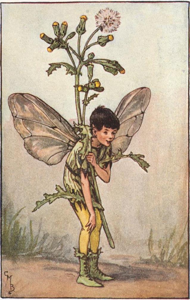 Groundsel flower fairies