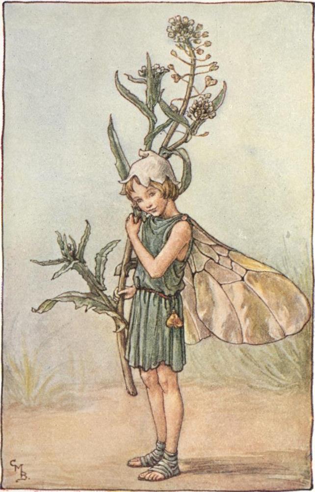 Shepherd's purse flower fairy